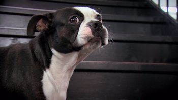Mood Fabric’s mascot, Swatch. Good dog.